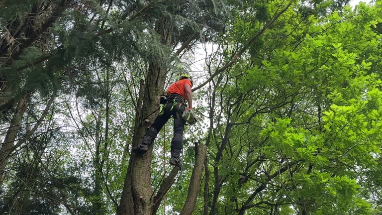 How Our Tree Care Process Works  in Southchase, FL